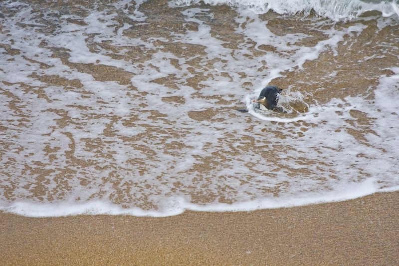 Yellow-Eyed Penguin Exiting Surf